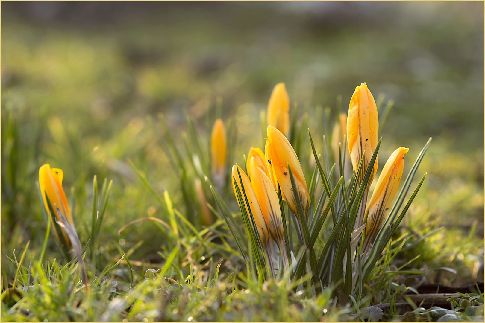 Frühlingserwachen