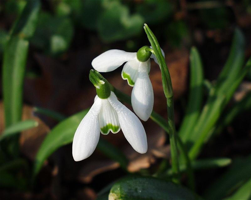 Frühlingserwachen