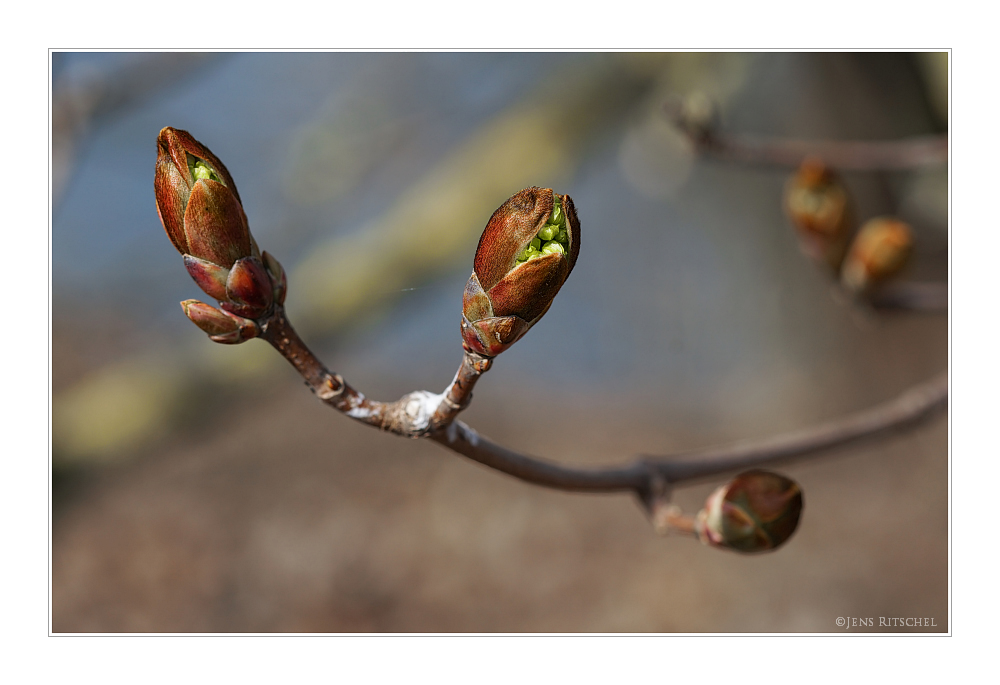 - Frühlingserwachen -