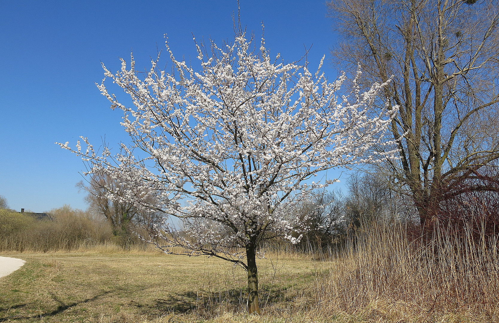 frühlingserwachen