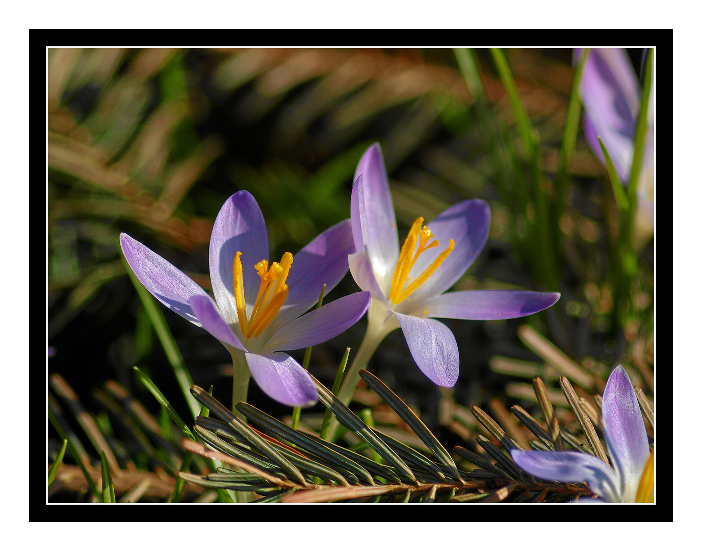 Frühlingserwachen