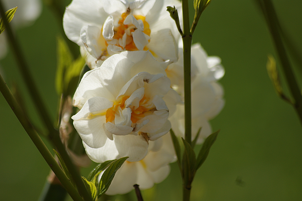 " Frühlingserwachen "