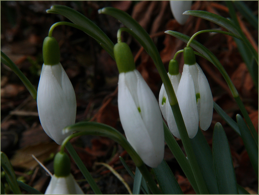 Frühlingserwachen