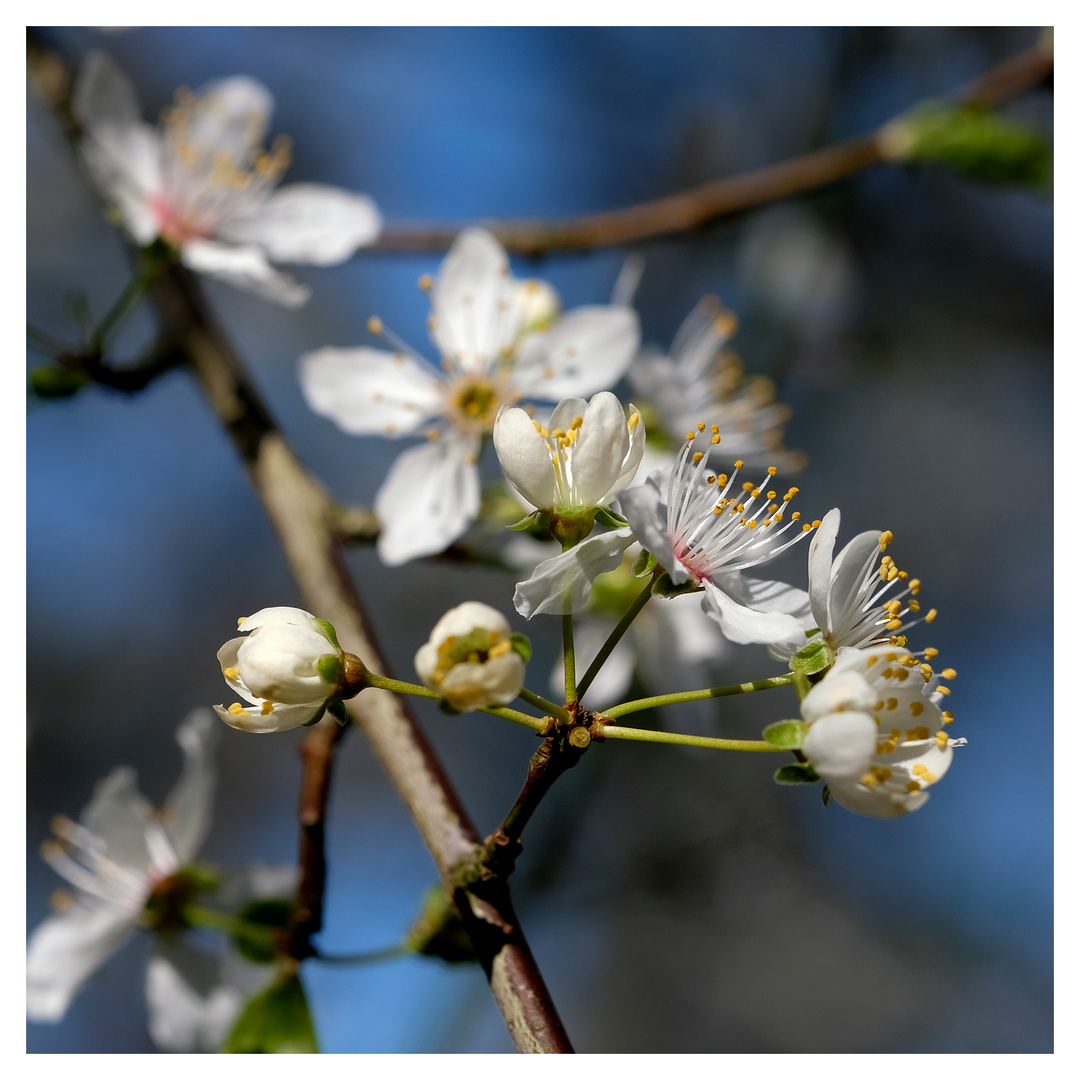 Frühlingserwachen