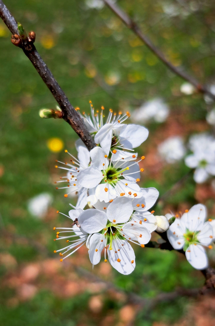 Frühlingserwachen