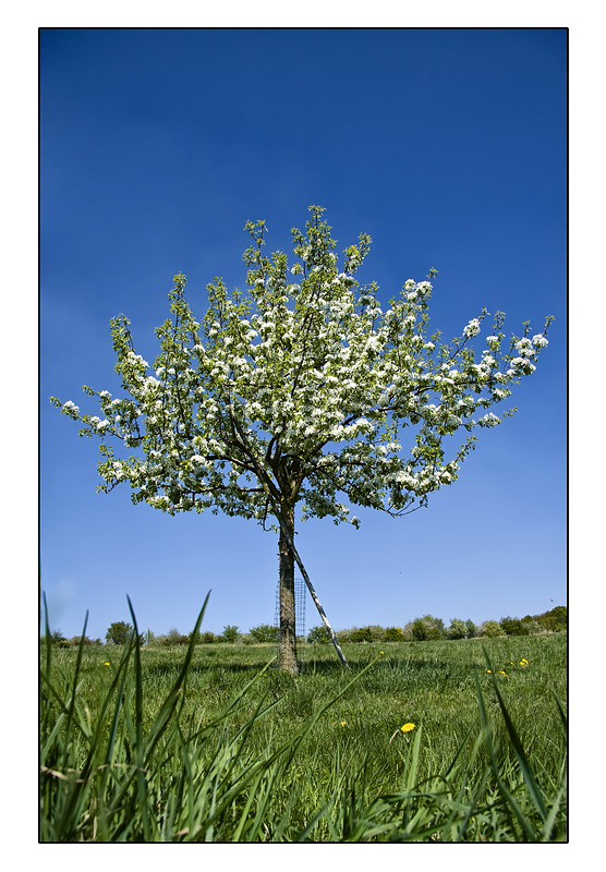 Frühlingserwachen