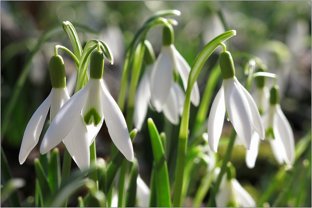 Frühlingserwachen... Foto & Bild deutschland, europe, sachsen Bilder