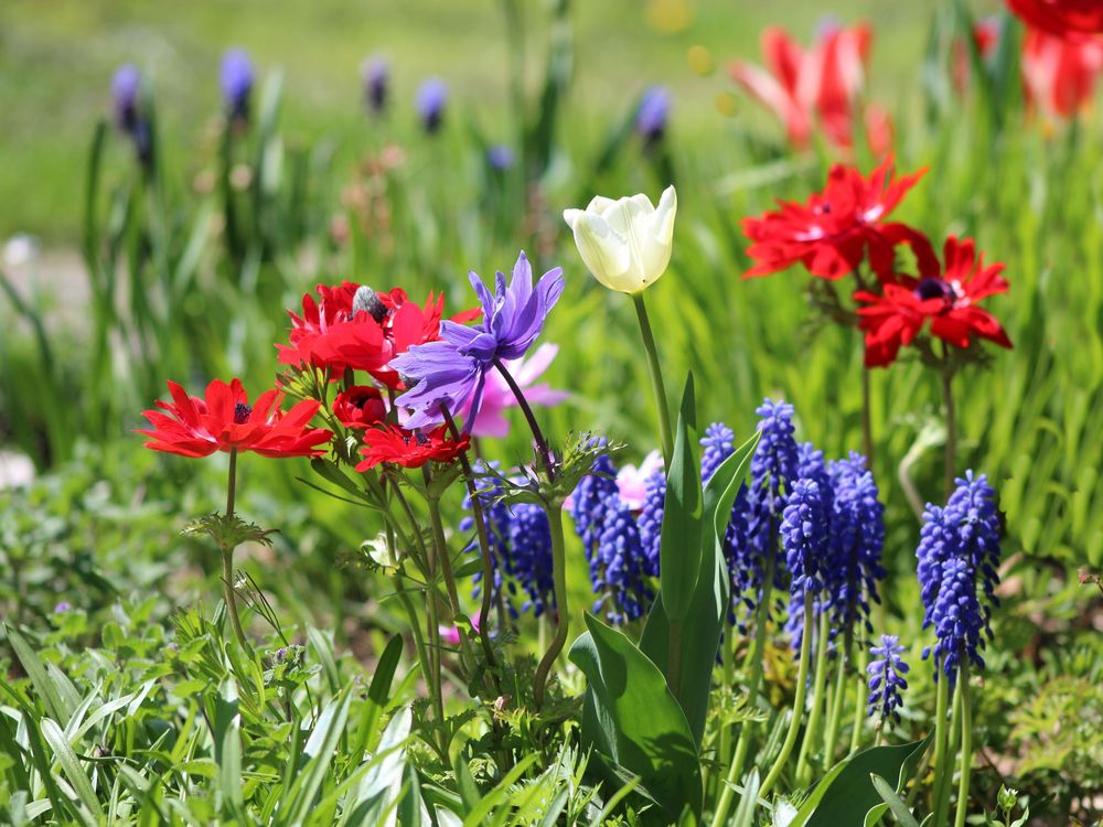 Frühlingserwachen