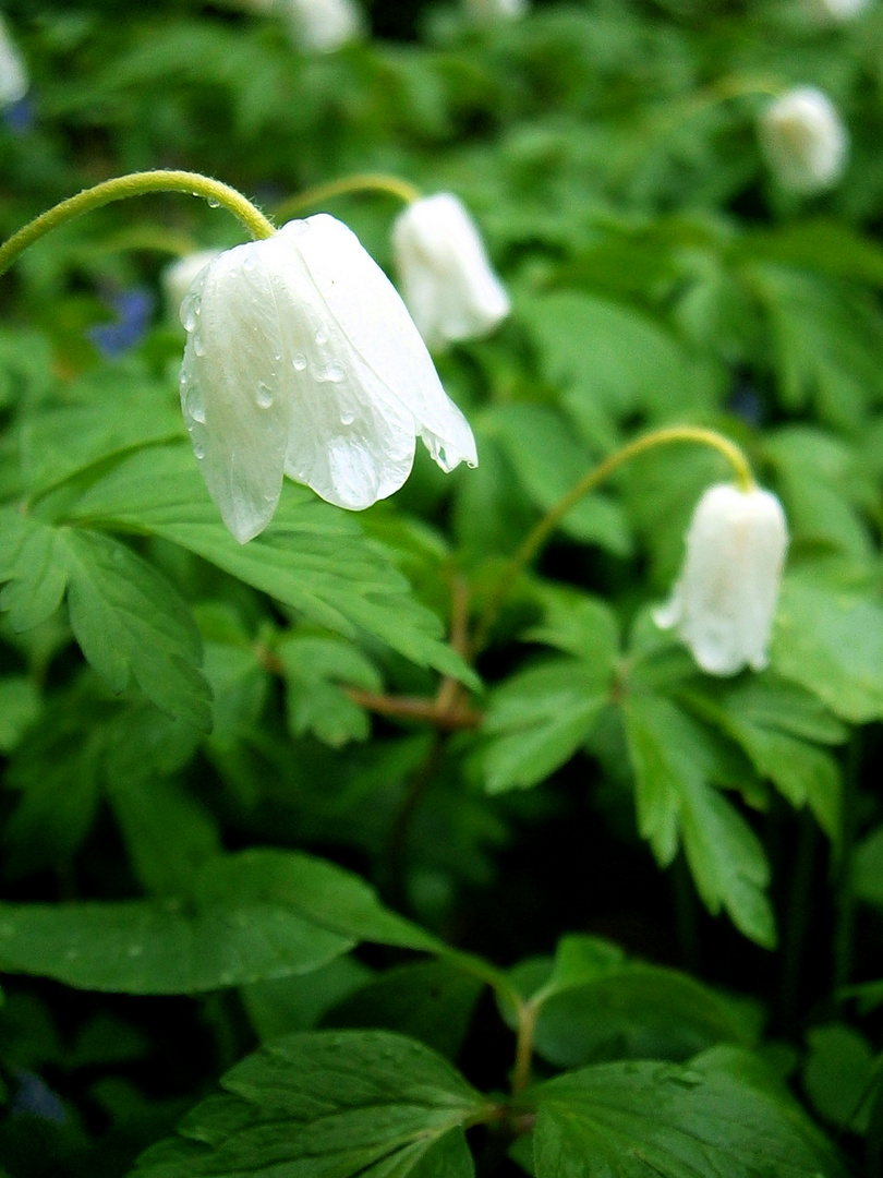 Frühlingserwachen