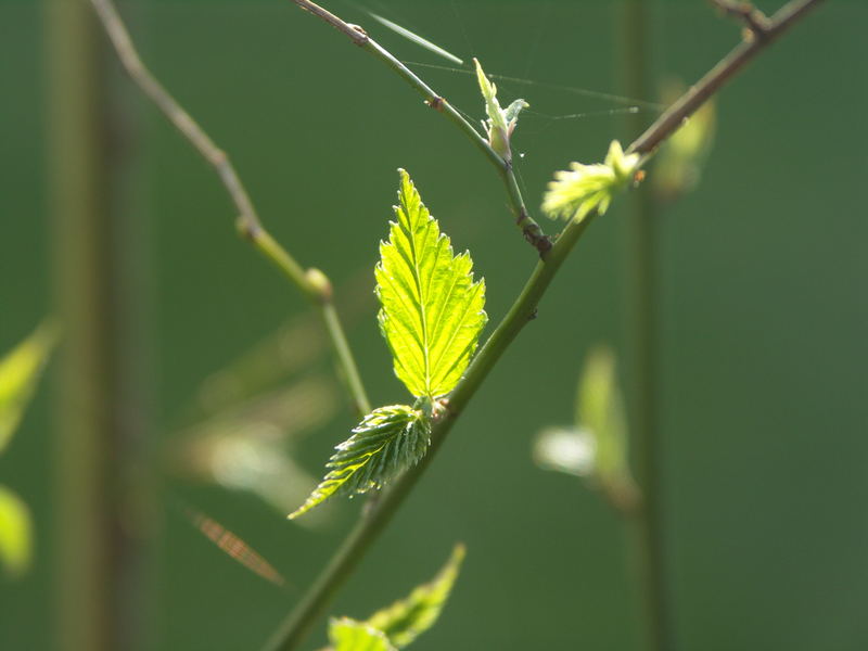 Frühlingserwachen