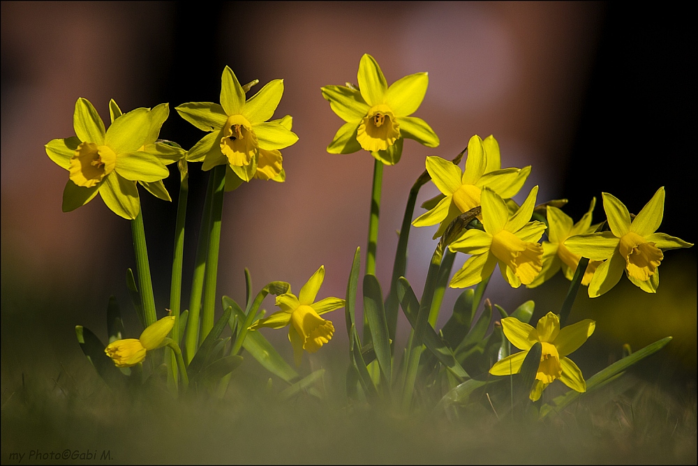 ~Frühlingserwachen~