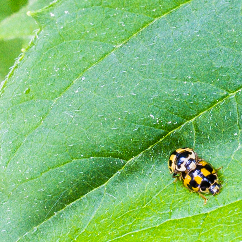 Frühlingserwachen