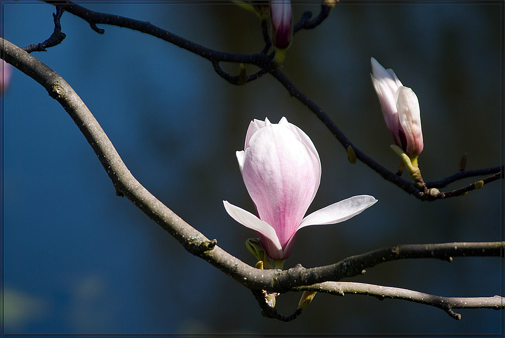 Frühlingserwachen