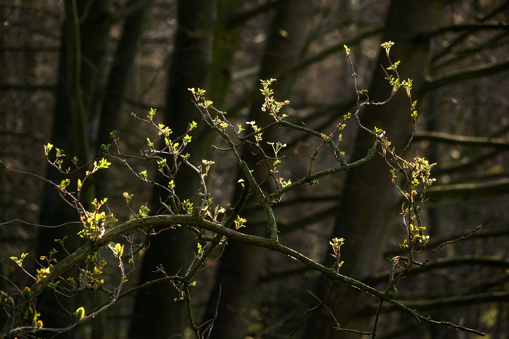 Frühlingserwachen