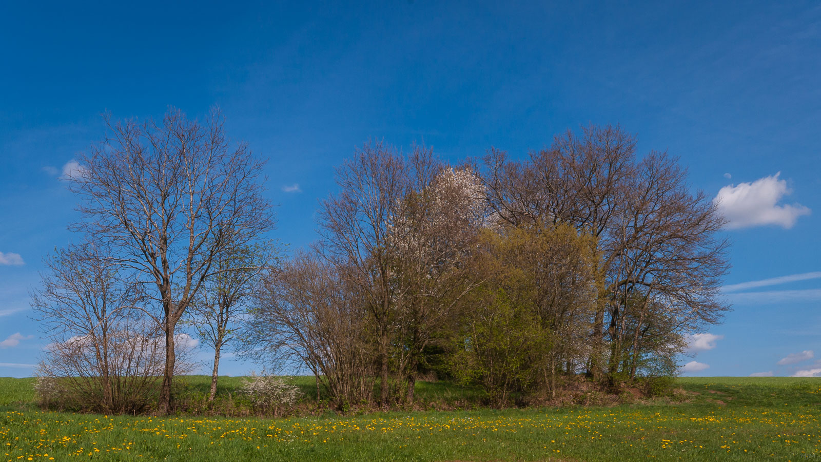 Frühlingserwachen