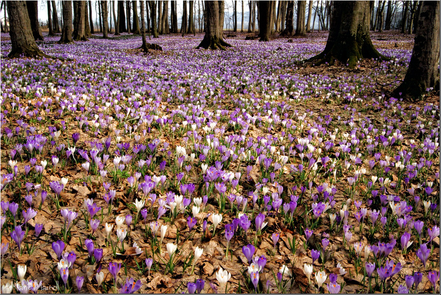 Frühlingserwachen