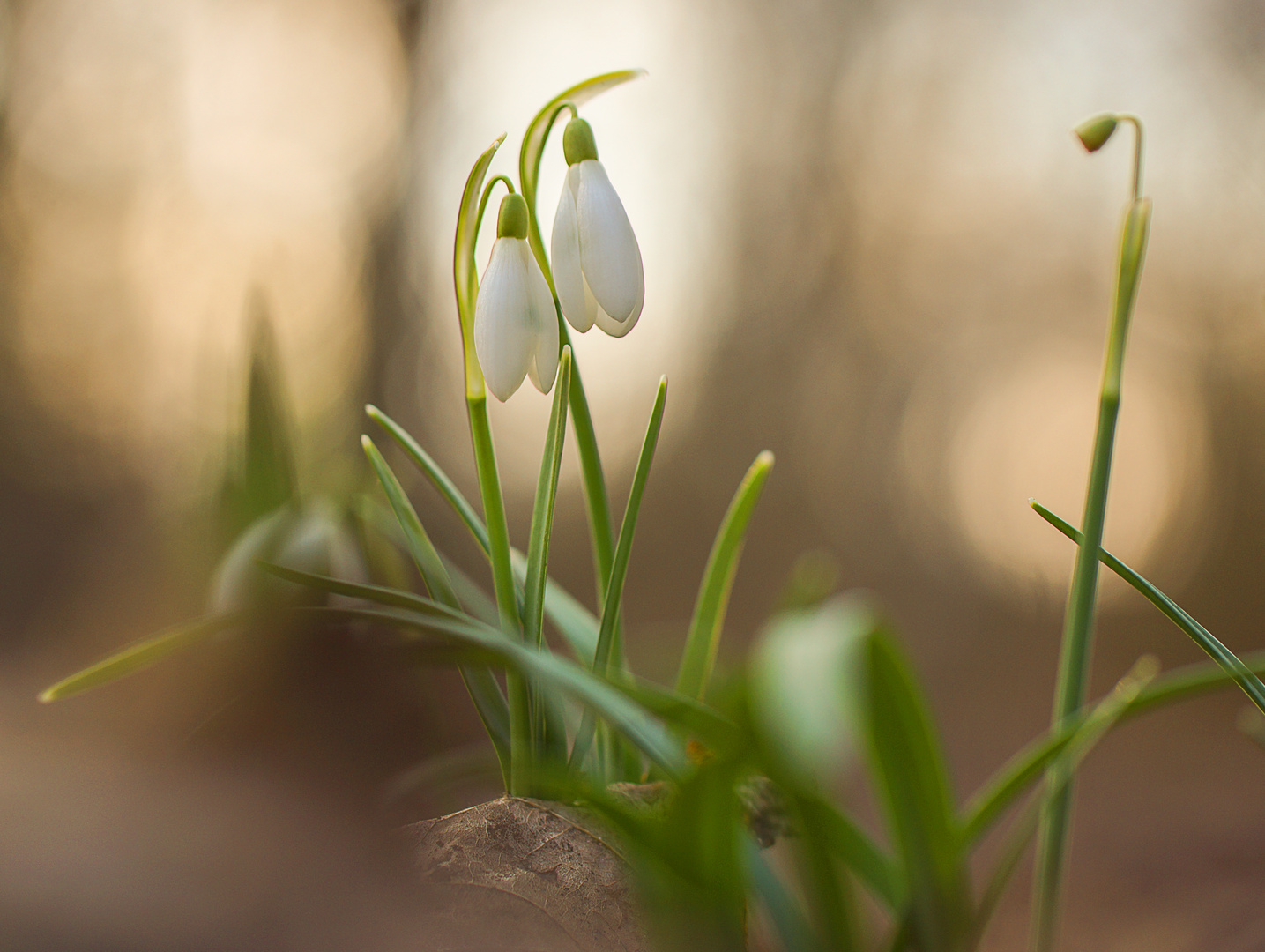 Frühlingserwachen