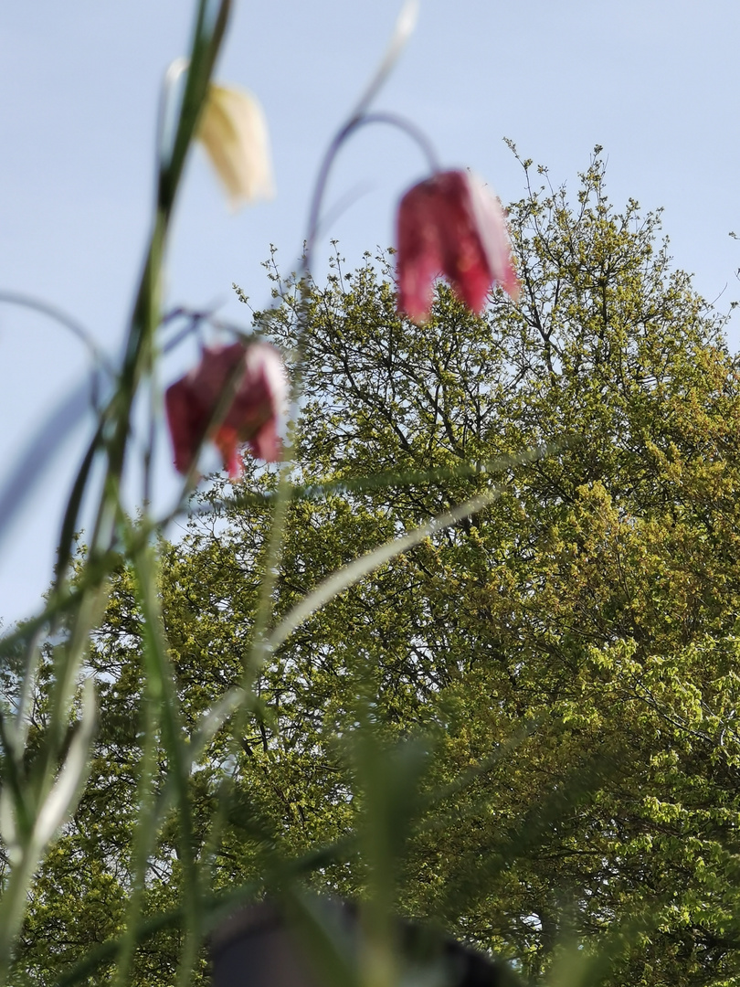 Frühlingserwachen