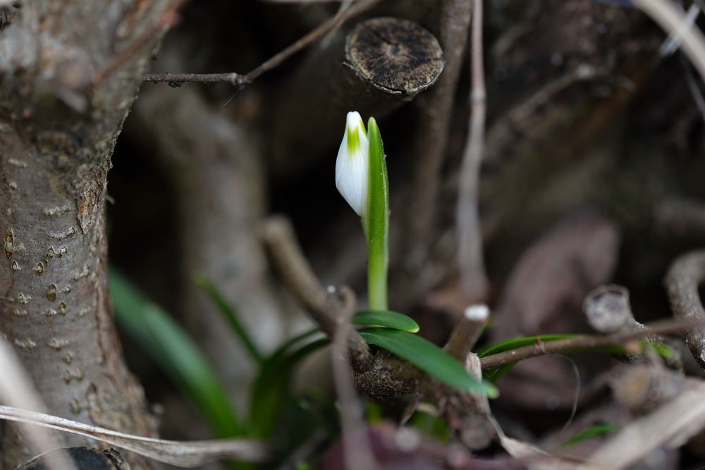 Frühlingserwachen