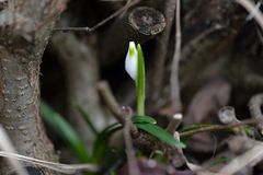 Frühlingserwachen