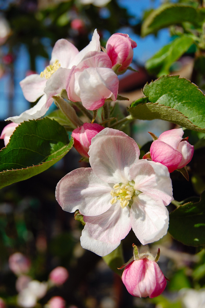 Frühlingserwachen