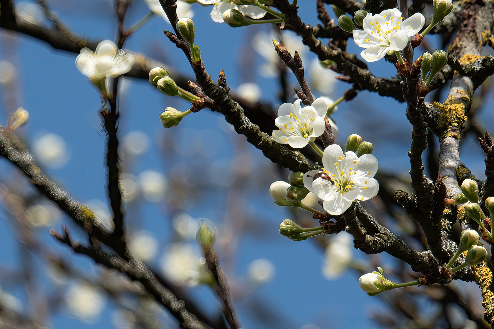 Frühlingserwachen...