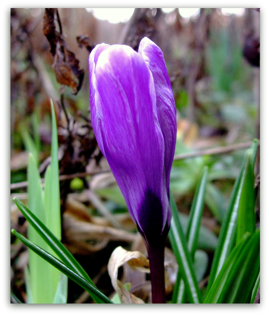 Frühlingserwachen