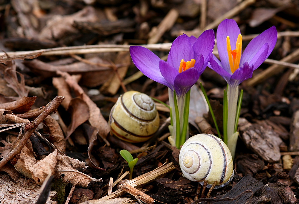 Frühlingserwachen...