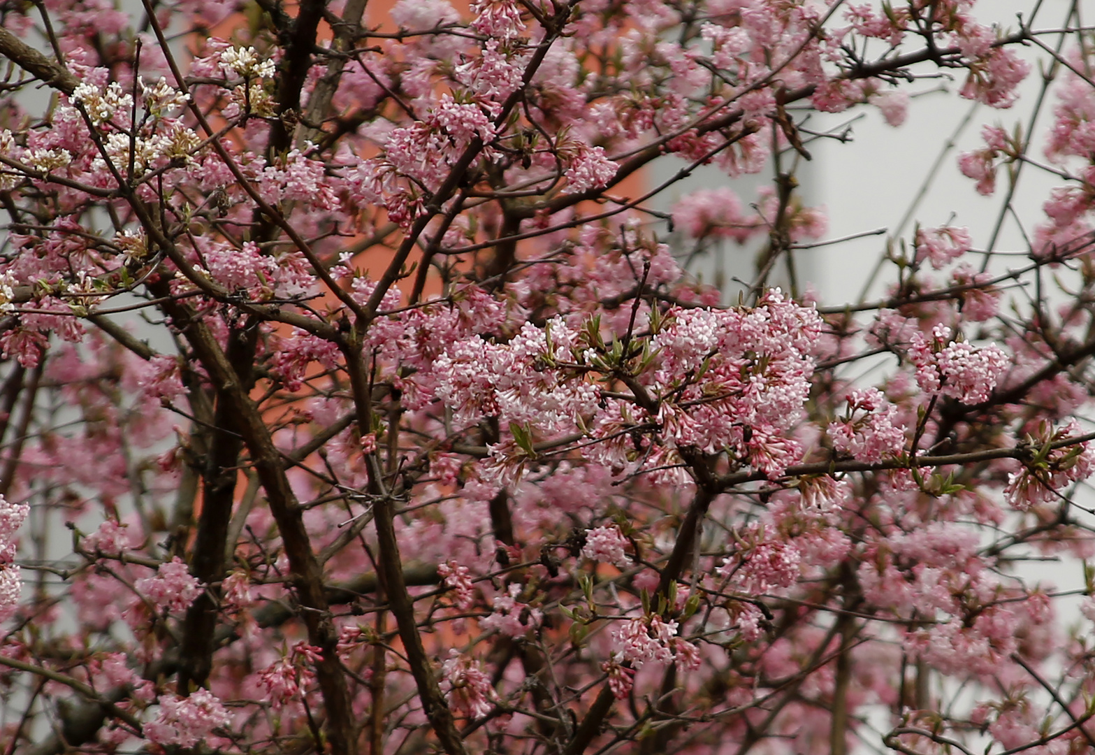 Frühlingserwachen