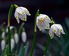 Frühlingserwachen