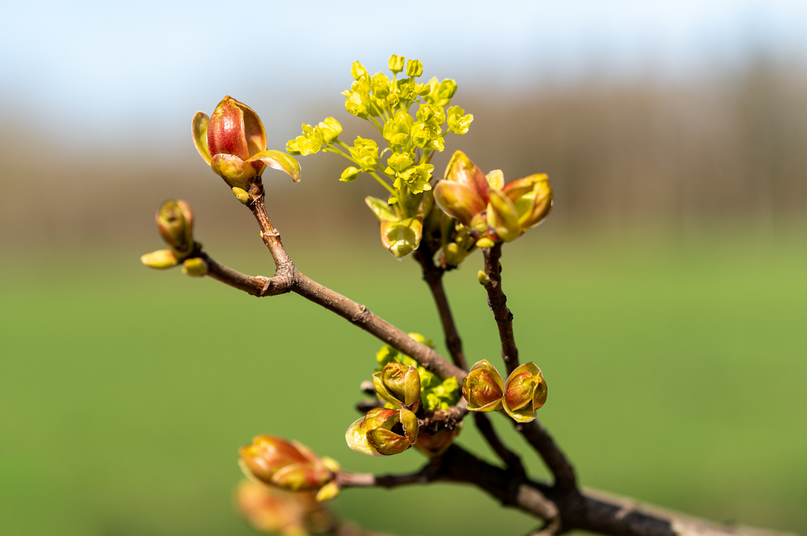 Frühlingserwachen