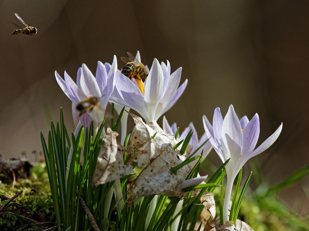 Frühlingserwachen