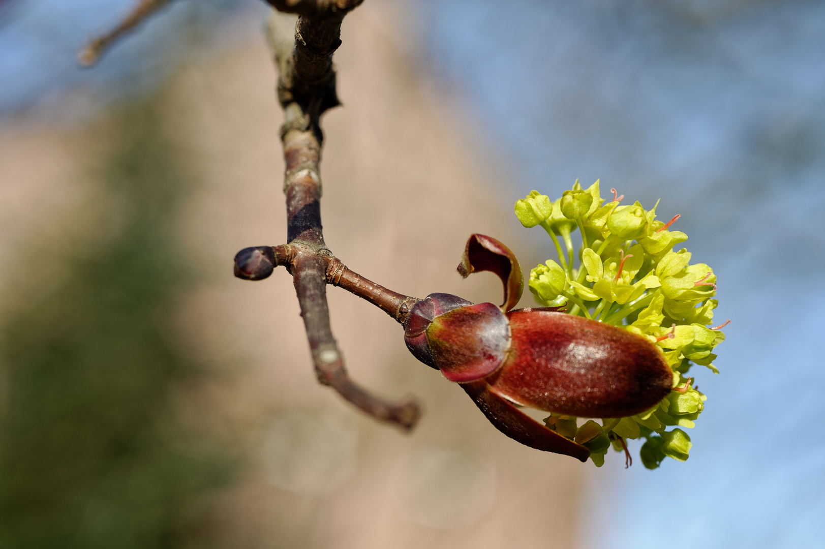 Frühlingserwachen