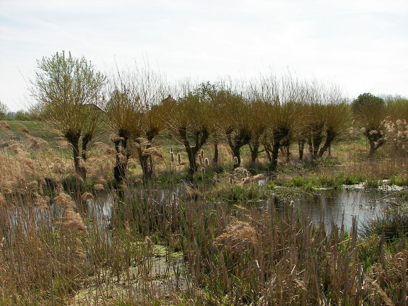 Frühlingserwachen