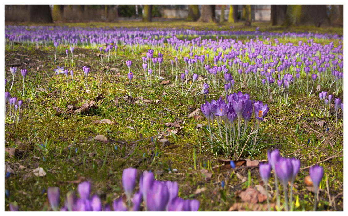 Frühlingserwachen