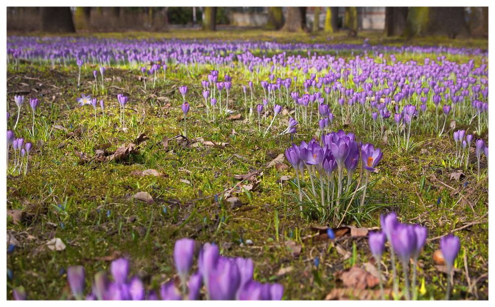 Frühlingserwachen