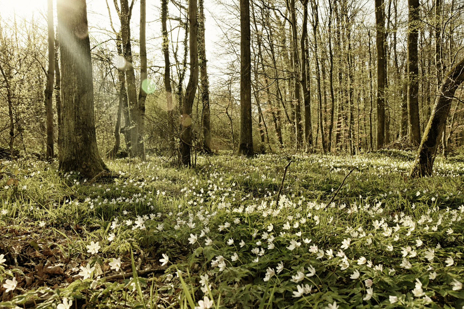 Frühlingserwachen