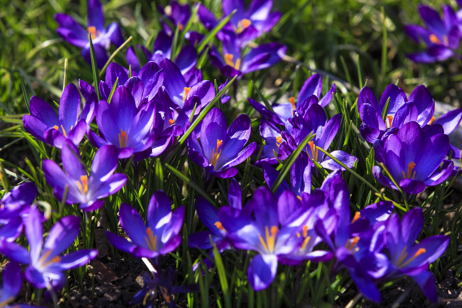 Frühlingserwachen