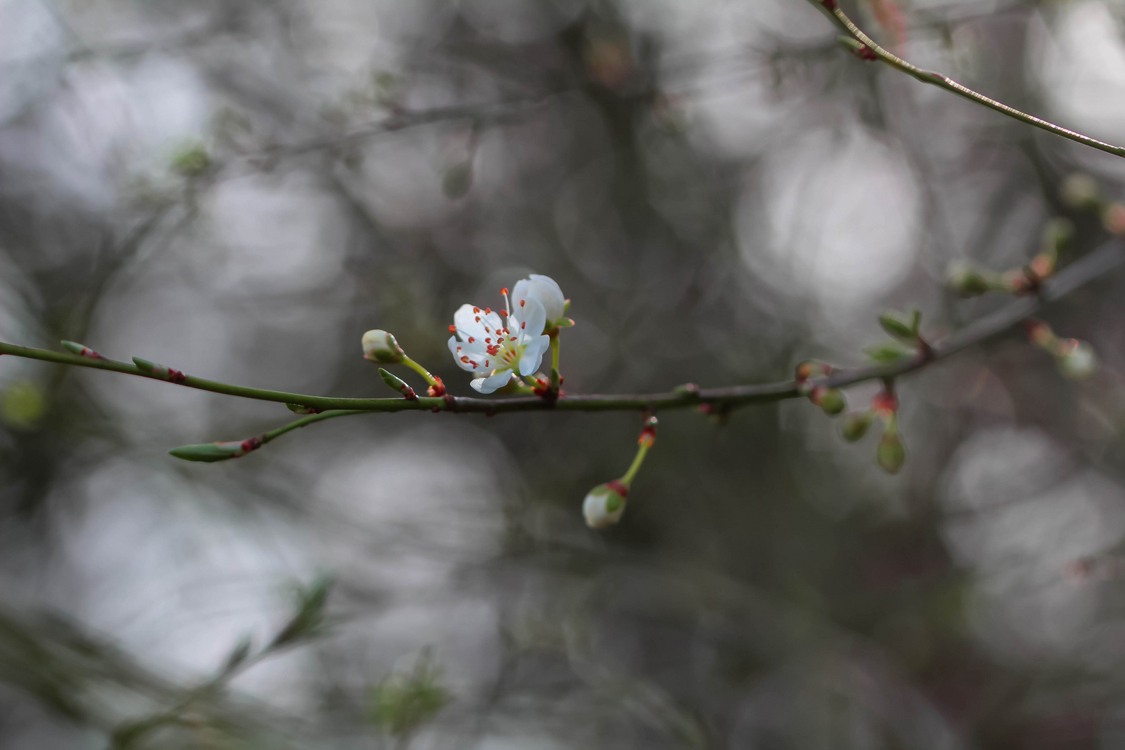 Frühlingserwachen