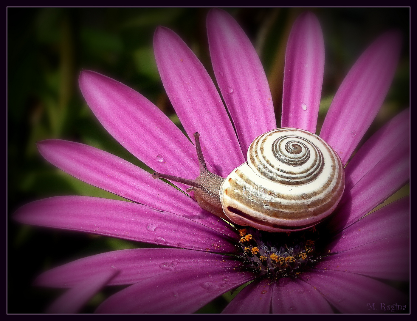 ~ Frühlingserwachen ~