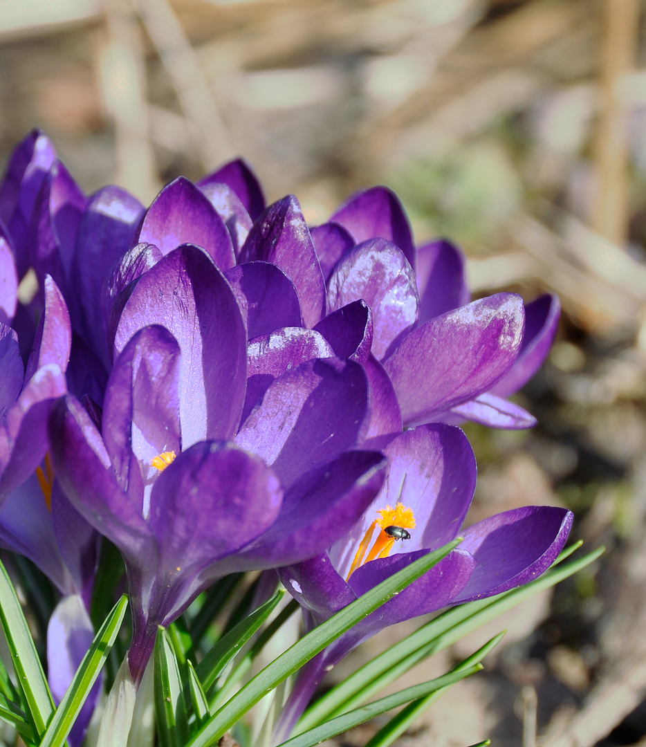 Frühlingserwachen