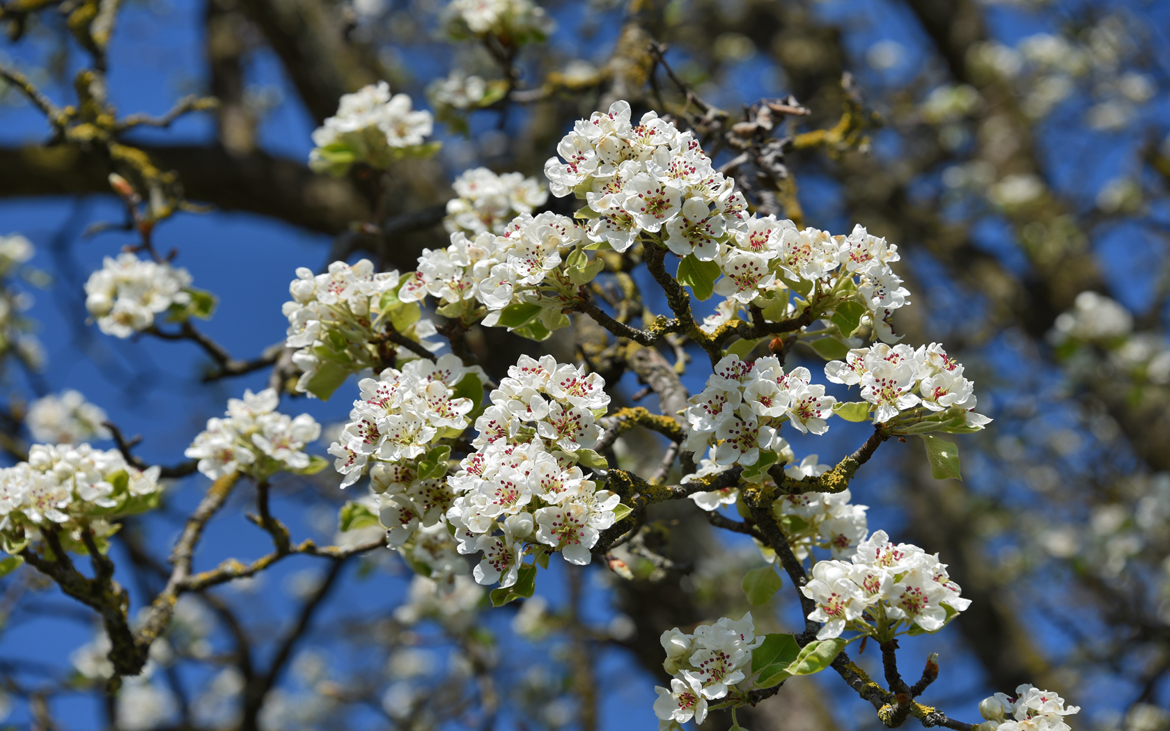 Frühlingserwachen