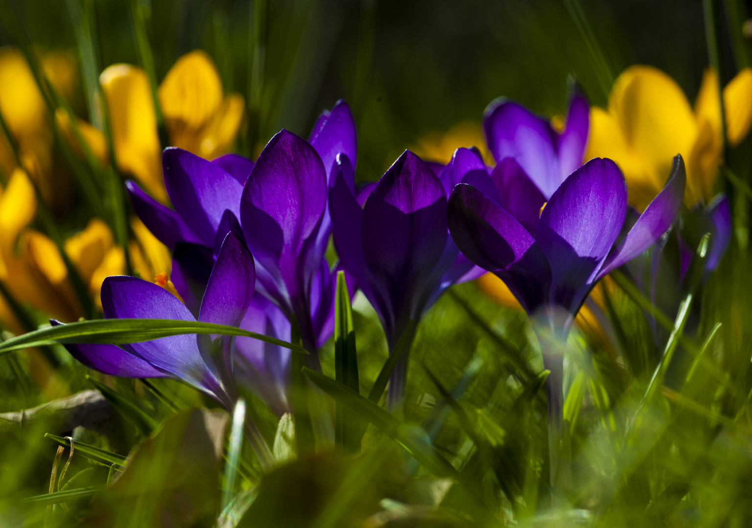 Frühlingserwachen