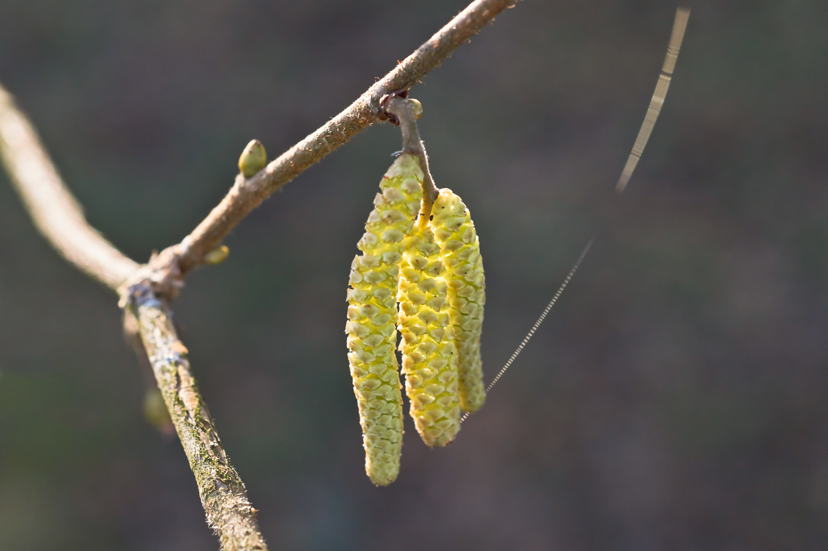 Frühlingserwachen