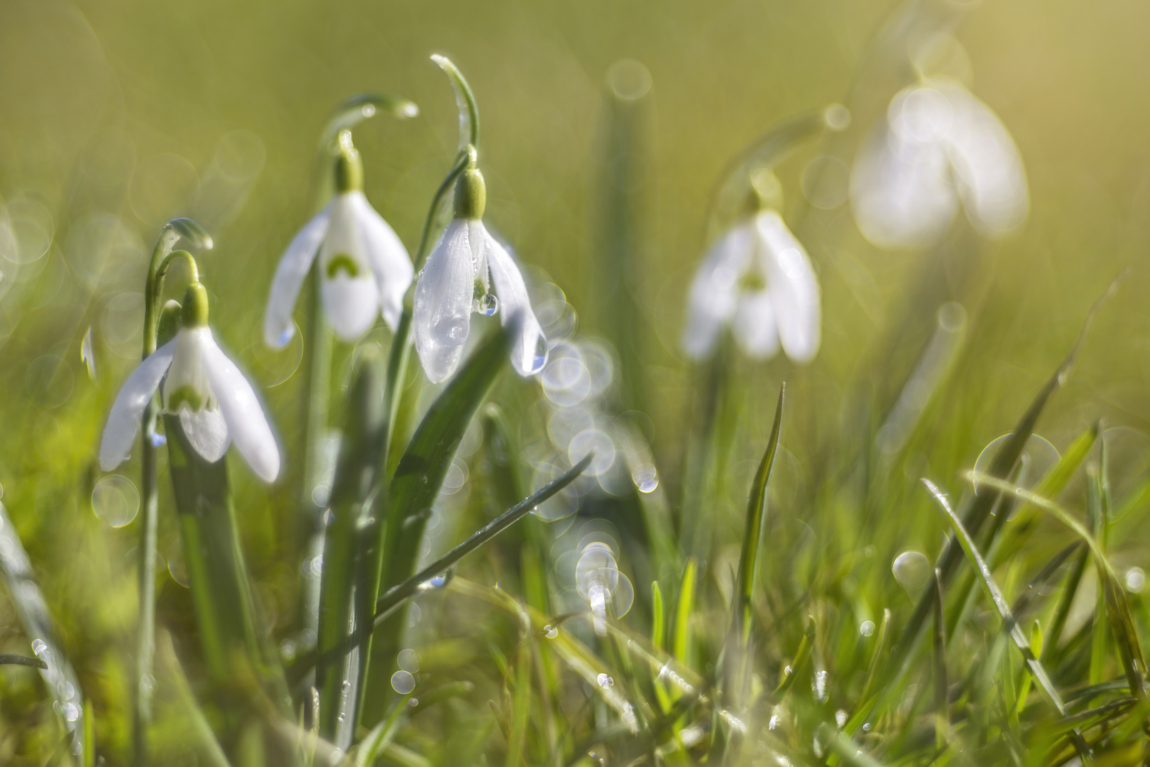 Frühlingserwachen