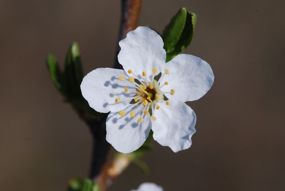 Frühlingserwachen