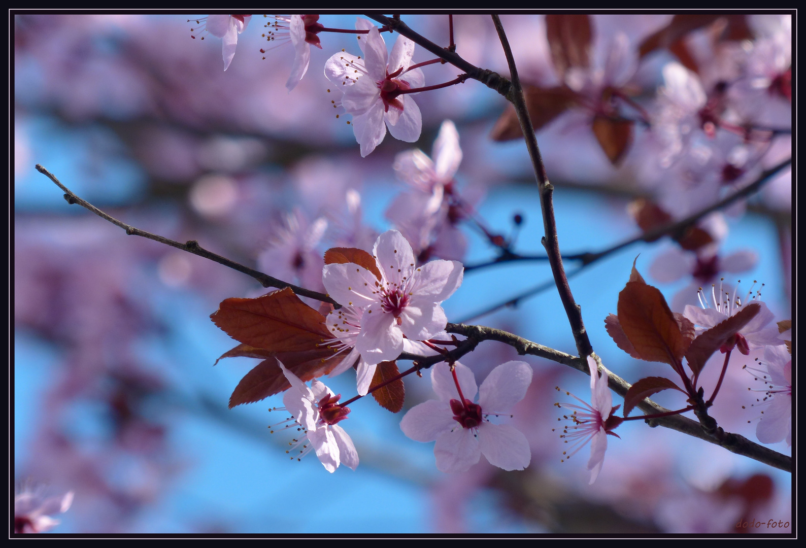 °° Frühlingserwachen °°