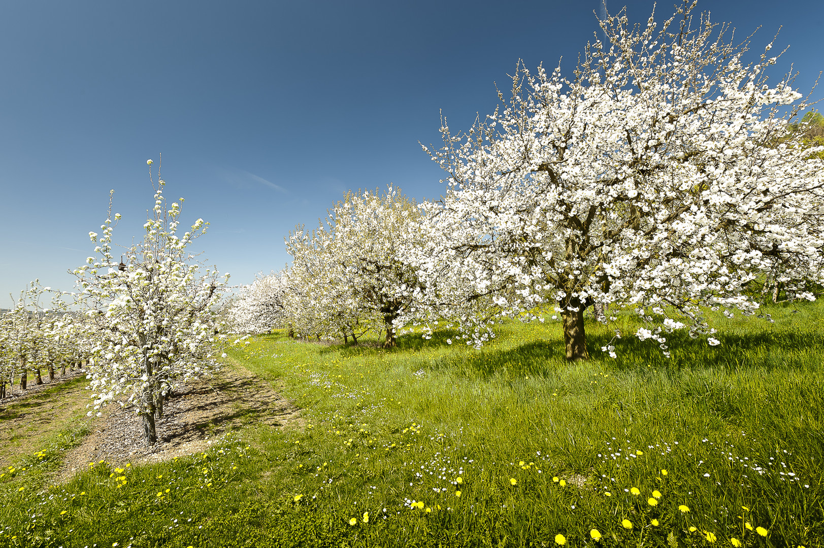 Frühlingserwachen