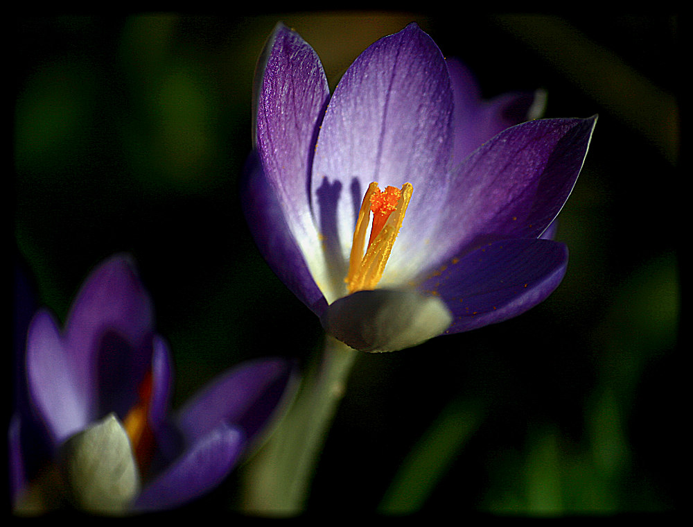 Frühlingserwachen