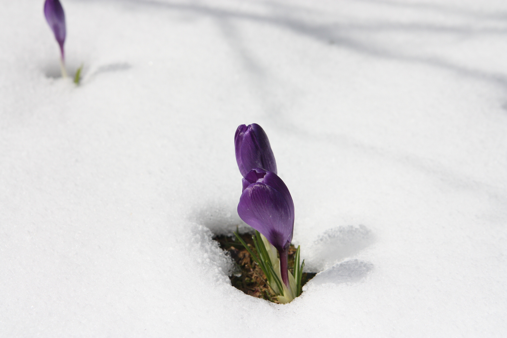 Frühlingserwachen